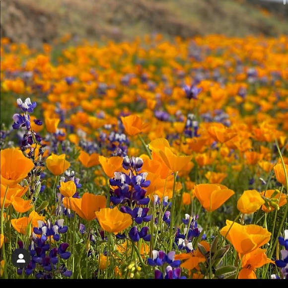 Meet your Posher, Larry - Picture 1 of 1